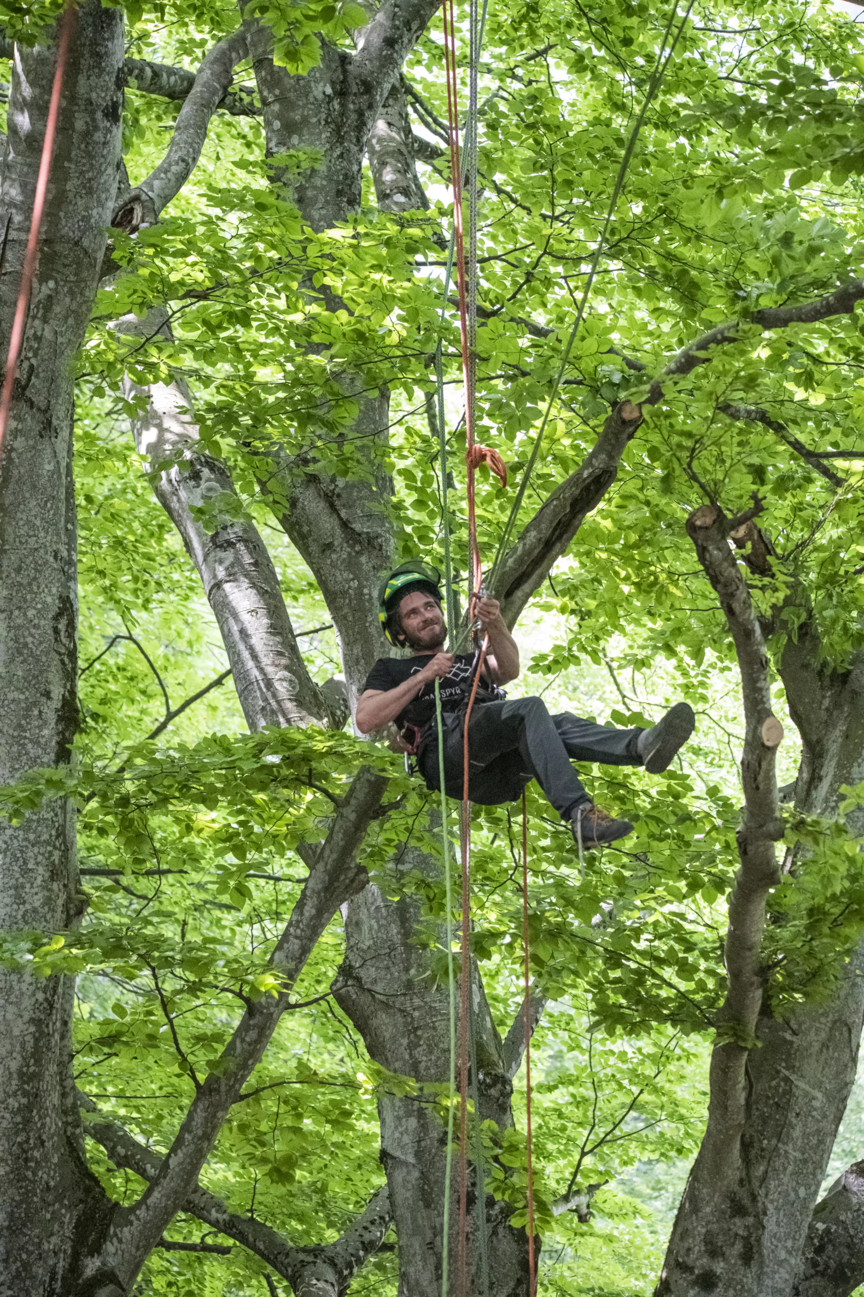 elagage arbre saint ismier